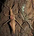 Haaniella gintingi 'Sibayak', pair