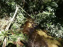 Photograph of a small stream with a sandy ground and some leave litter, overgrown by dense vegetation; small fish can be seen in the stream when zooming into the image.