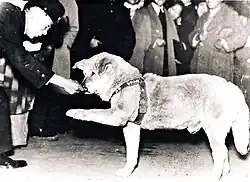 Dog offering a paw