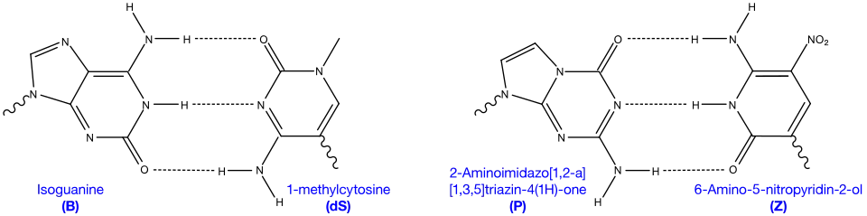 Hachimoji DNA new base pairs