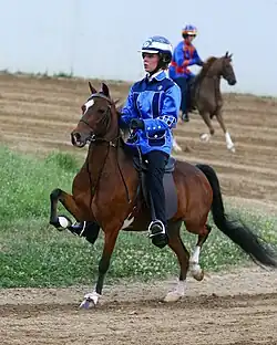 Roadster under saddle