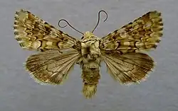 Hadena irregularis