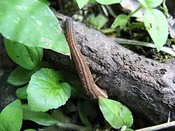 A terrestrial leech, Haemadipsa zeylanica