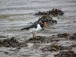 Eurasian oystercatcher, Santa Cristina, Oleiros, A Coruña, Galicia