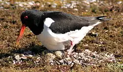 Nesting, Dornoch (Scotland)
