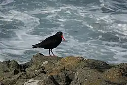 Haematopus unicolor on edge of rocky cliff near water