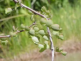 Haematoxylum campechianum