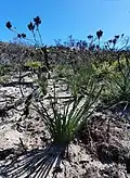 Haemodorum corymbosum and habitat