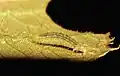 Young larva