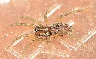 female