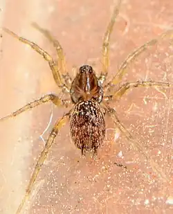 female