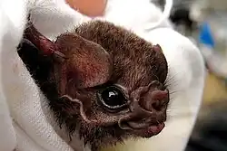 Brown bat