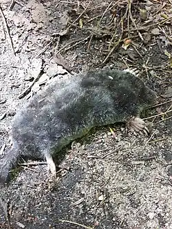 Black mole