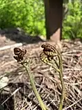 Hairy brackenfern with its hairy early growth taken at Frink Park in Seattle