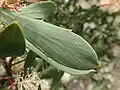 Typical leaf