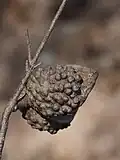 Old, opened fruit
