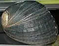 Black abalone seashell
