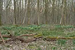 Wild daffodil