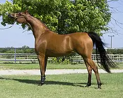 A standing bay-colored horse