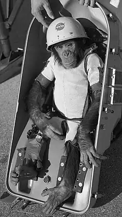 Ham the chimpanzee wearing a helmet