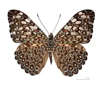 upperside, (MHNT specimen)