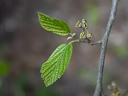 New fruits in May. These are the fruits of flowers that bloomed during the previous autumn.