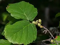 Developing fruits in July. The empty seed pod is persistent from the fruit of a flower that bloomed almost two years earlier.