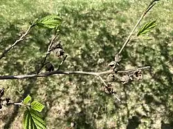 Empty seed pods in May, at least six months after seed dispersal
