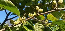 Flowers, flower buds, and ripe fruits in October