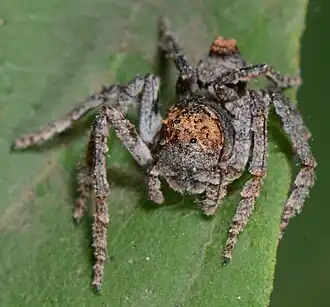 female