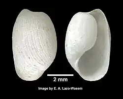 Haminella solitaria