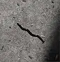 Hammerhead worm found in Chhattisgarh, India