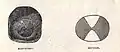 Stone tapping hammer