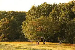 Hampstead Heath
