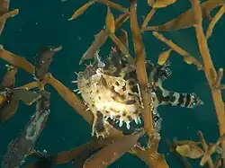 Sargassum fish, Histrio histrio