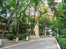Tree-lined road