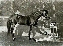 Clever Hans performing with Karl Krall in 1909