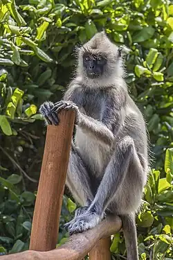 S. p. thersites