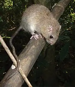 Brown rat