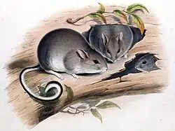 Drawing of gray and white rats