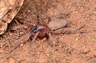male