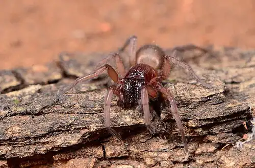 male H. lophognathus