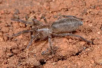 juvenile female