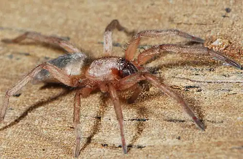 female