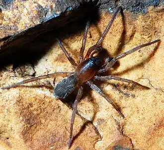 male