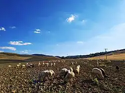 Harmanpınar countryside, Çiçekdağı