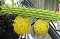 Fruit