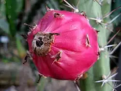 Fruit