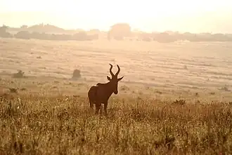Red Hartebeest in morning mist