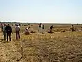 Harvest in Skorenovac